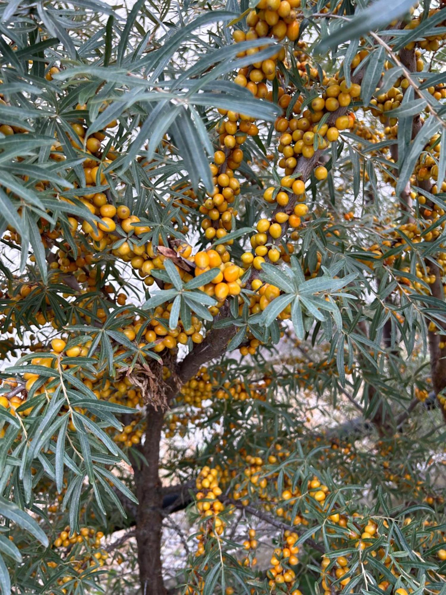 דירות Topolniky Penzion Baffi מראה חיצוני תמונה